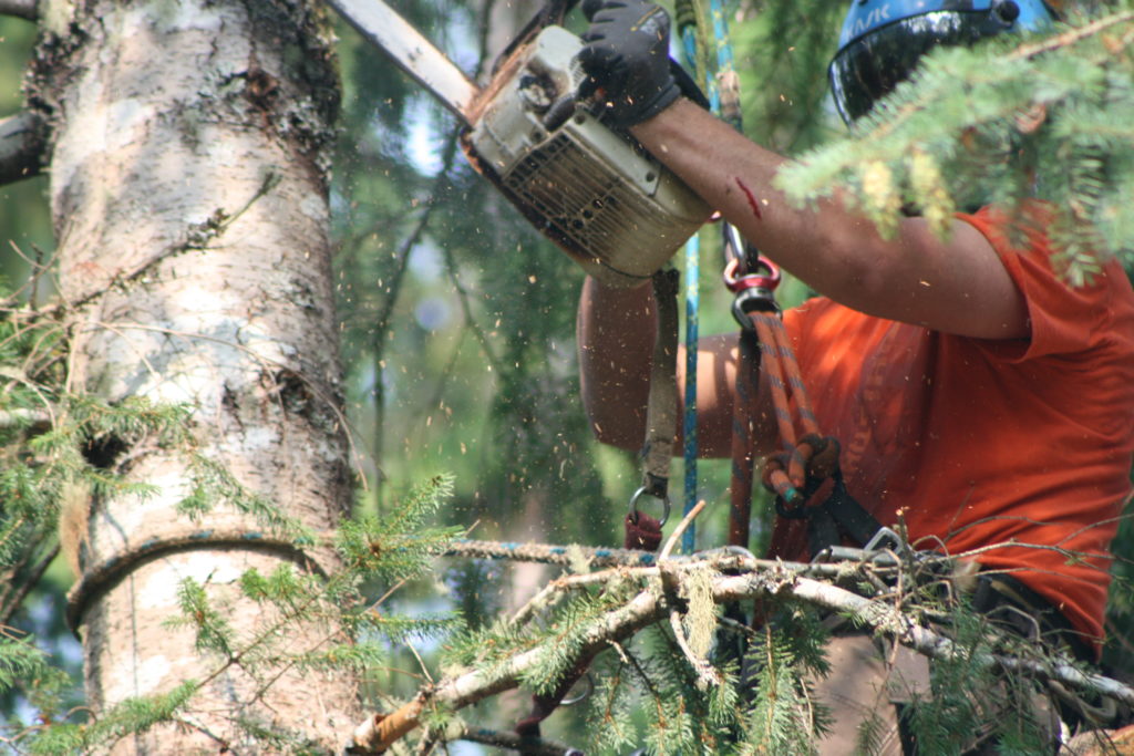 Trimming Trouble: Tree Removal Services Demystified